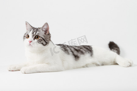 儿童明信片摄影照片_苏格兰直猫躺在白色背景上的肖像