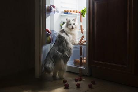 猫偷香肠从冰箱里