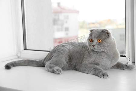 搁在窗台上的猫