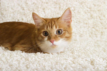 地毯猫摄影照片_寻找一只猫