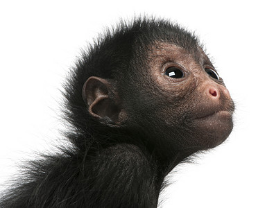红脸蜘蛛猴,ateles paniscus,3 个月大的挂在白色背景前的绳子