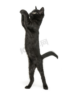 μαύρο γατάκι στέκεται στα πίσω πόδια, φθάνοντας, pawing, ΔΙΜΗΝΟ