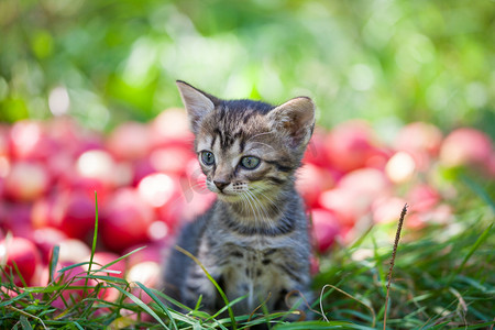 小猫坐在旁边的红苹果