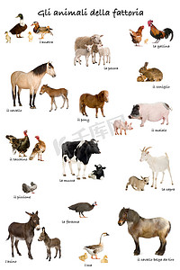 马驴摄影照片_农场动物在意大利语中在白色背景前的拼贴画,