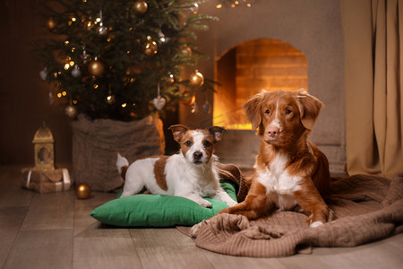 狗杰克罗素梗犬和狗新斯科舍省鸭收费猎犬。在房间里宠物的快乐新的一年，圣诞节圣诞树