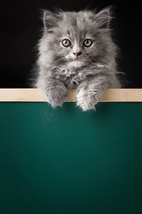 工作室招牌摄影照片_猫或孤立的招牌背后的小猫