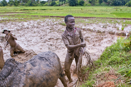 犁地摄影照片_马达加斯加农民以传统方式犁地,犁附在公牛身上,马达加斯加