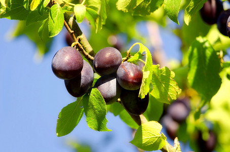 the plums on plum tree