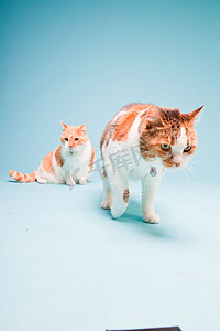 孤立浅蓝色背景上的两个红色白色猫室画像