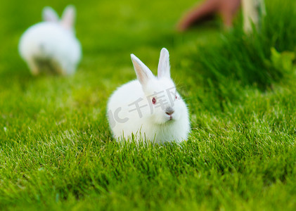 白色兔子摄影照片_在草丛中的有趣的婴儿白色兔子