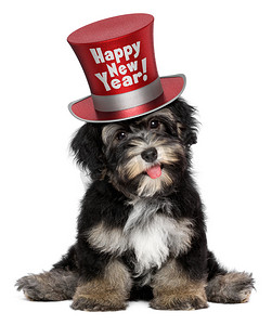 可爱的哈瓦那犬小狗穿着新年快乐礼帽