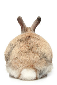 棕色的兔兔耳朵摄影照片_兔 (后视)