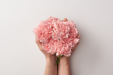 香石竹摄影照片_裁剪拍摄的妇女拿着美丽的粉红色康乃馨花孤立在灰色 