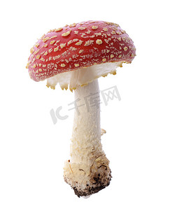 商务红色背景摄影照片_红色蘑菇