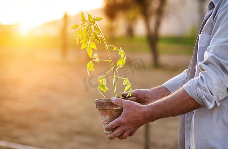 senior摄影照片_Senior man planting seedlings of tomato