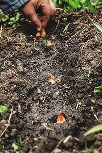 妇女的手在土壤-土壤 sadi 球根花卉。特写镜头，概念 o