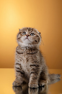 苏格兰的小猫，肖像工作室彩色背景上的小猫