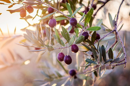 成熟的红枣摄影照片_树上成熟的橄榄.