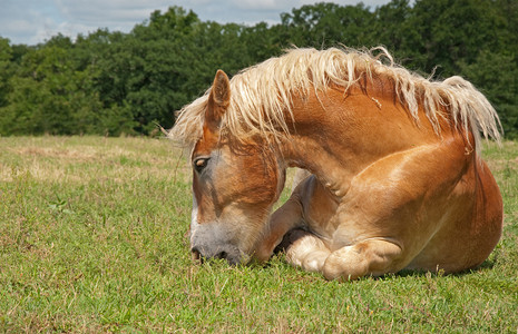 一边吃一边躺在地面上的懒惰比利时草案马