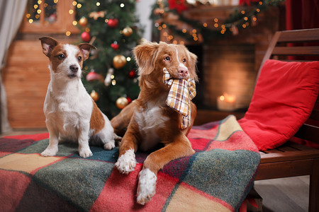 狗杰克罗素梗犬、 狗新斯科舍省鸭寻回犬假日圣诞节 