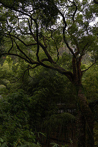 岳麓山绿色树枝森林景点摄影图配图