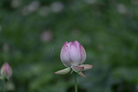 夏天植物植物摄影照片_花苞特写图下午花朵户外摄影摄影图配图