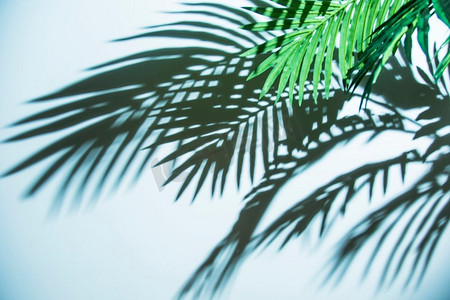 新鲜的热带棕榈叶阴影蓝色背景