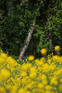 河岸摄影照片_浅田深美春景观日出沿河岸种植油菜籽技术