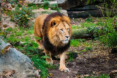 森林狮子摄影照片_非洲狮子Panthera狮子在丛林森林。狮子在丛林森林在性质