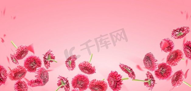 与飞行落的粉红色花和花瓣的花背景在淡玫瑰背景。前视图。带有复制空间的边框。旗帜