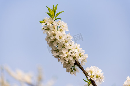 花朝游园摄影照片_春天花卉盛开