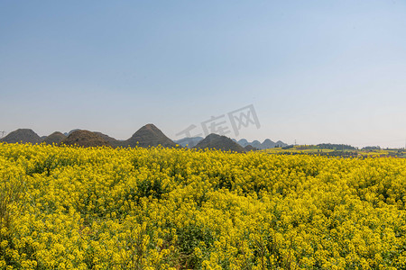 曲靖罗平油菜花