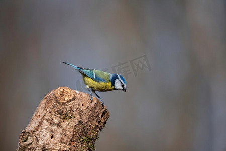 美丽的春天风景图像蓝山雀Cyanistes Caeruleus鸟在森林栖息在树枝