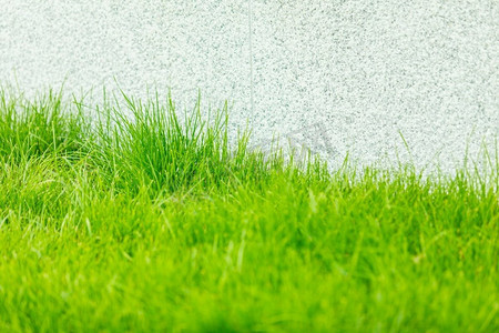 自然概念。绿色的草和浅白色颗粒状的墙壁在背景青草和淡淡的颗粒墙