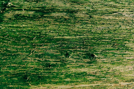 防真树皮摄影照片_近距离覆盖着绿色苔藓的树皮