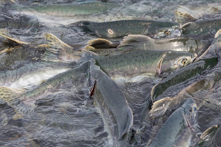 阿拉斯加河鲑鱼产卵