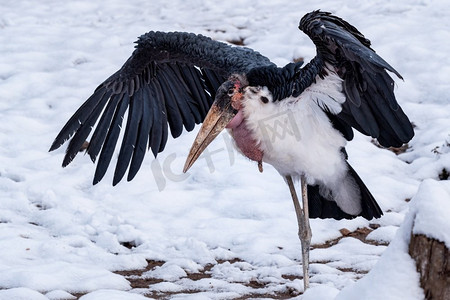 白顶摄影照片_雪中伸展着翅膀的白腹鹤(白腹鹤)。大型涉水鸟马拉伯鹤的肖像。
