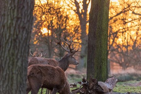 发光鹿角摄影照片_红鹿群的史诗图像在发光的金色黎明阳光的鹿Elaphus在森林景观场景与惊人的光 
