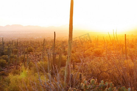 saguaro摄影照片_大Saguaro仙人掌在一个山，亚利桑那州，美国