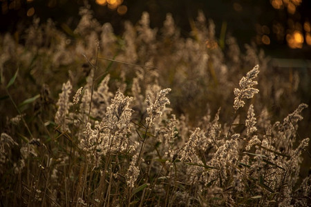 秋日田野摄影照片_金色阳光下湖边草丛的美丽浅层田野景观