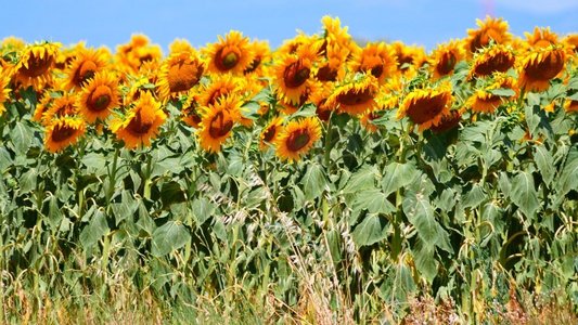 农业领域与盛开的黄色向日葵由夏季时间。法国普罗旺斯田野盛开的向日葵，普罗旺斯法国。