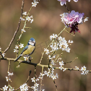蓝色山雀Cyanistes Caerulueus鸟美丽的春天图像在开花的粉红色开花树和山楂灌木在林地景观设置
