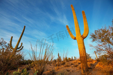 大Saguaro仙人掌在一个山，亚利桑那州，美国