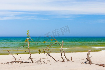 在阳光明媚的日子里，海滩上有沙滩和海水上的树枝。夏季景观概念..沙滩上的树枝