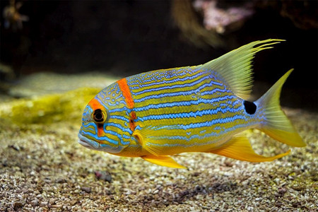 鲷鱼 symphorichthys spilurus 蓝线海鲷鱼在海中水下,背景是珊瑚