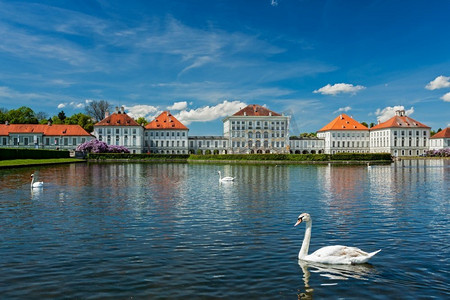 宁芬堡宫殿前池塘里的天鹅。慕尼黑、巴伐利亚、德国。宁芬堡宫殿附近池塘里的天鹅。慕尼黑，巴伐利亚，德国