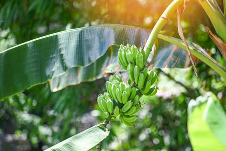 菜园里的青香蕉在泰国夏果农业种植园的香蕉树上