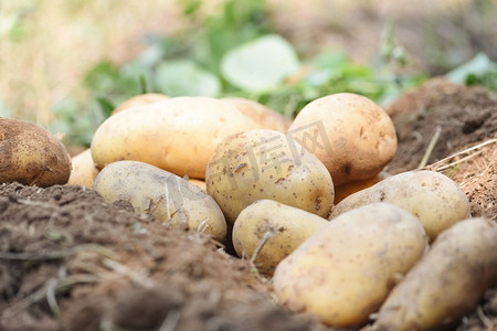 新鲜的马铃薯植物，从马铃薯田收获成熟的马铃薯农产品 