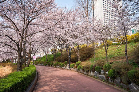 古风樱花插画摄影照片_春暖花开的樱花巷，韩国首尔世川湖公园。公园里盛开的樱花巷