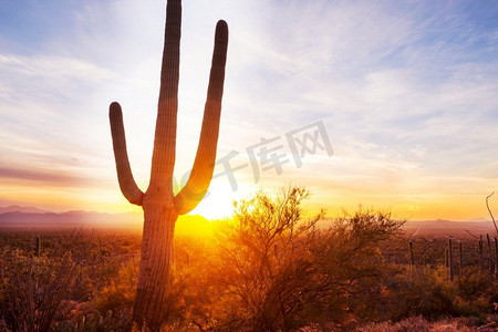 大Saguaro仙人掌在一个山，亚利桑那州，美国